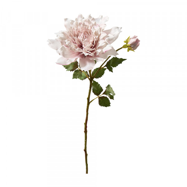 Vorbestellung: (485) Dahlie,1Blüte+1Knospe m. Blättern
