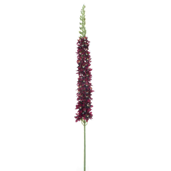 (ab 15.9. erhältlich) Eremurus Zweig XL