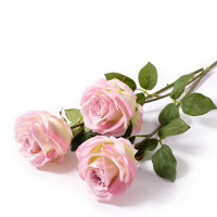 Rose mit Blätter Rose mit Blätter