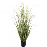 Miniblüten-Grasbusch im Topf Miniblüten-Grasbusch im Topf