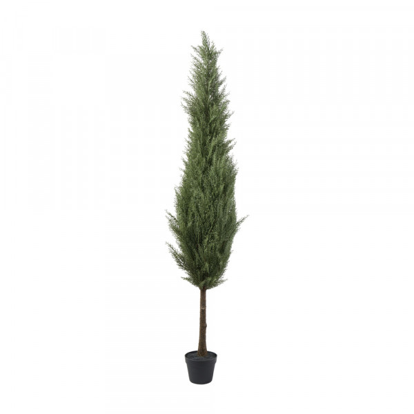 Zeder Baum im Topf