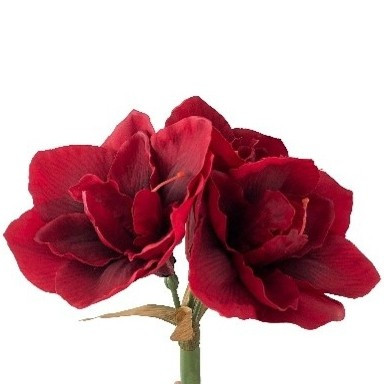 (ab 15.9. erhältlich) Amaryllis