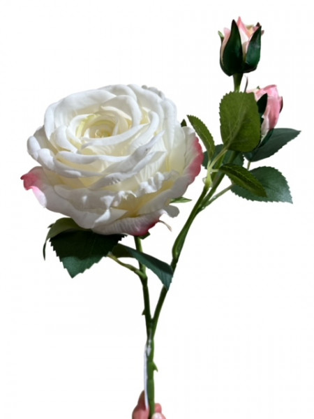 Rosenzweig "Leonore"