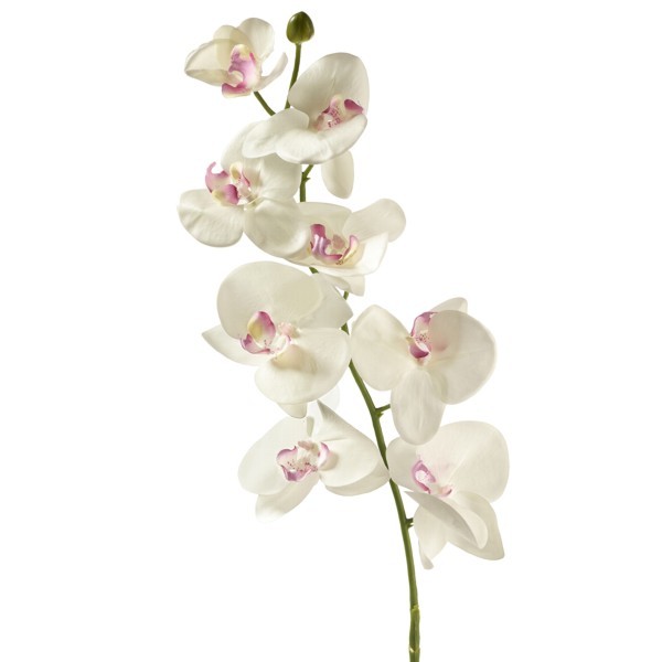 Orchidee 8-Blüten