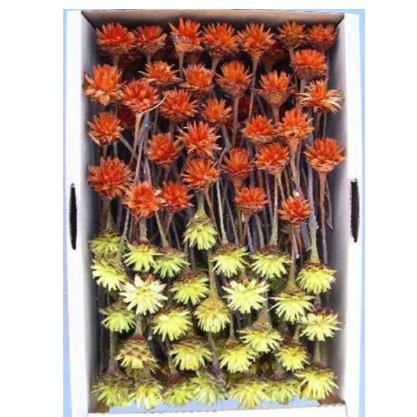 Leucospernum 1 Kopf Mix