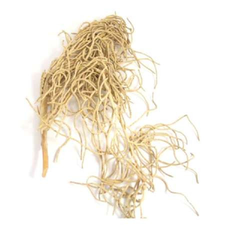 Gusano/Schlangenholz 300gr.