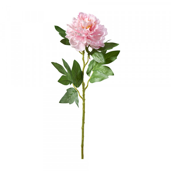 Vorbestellung: (231) Pfingstrose