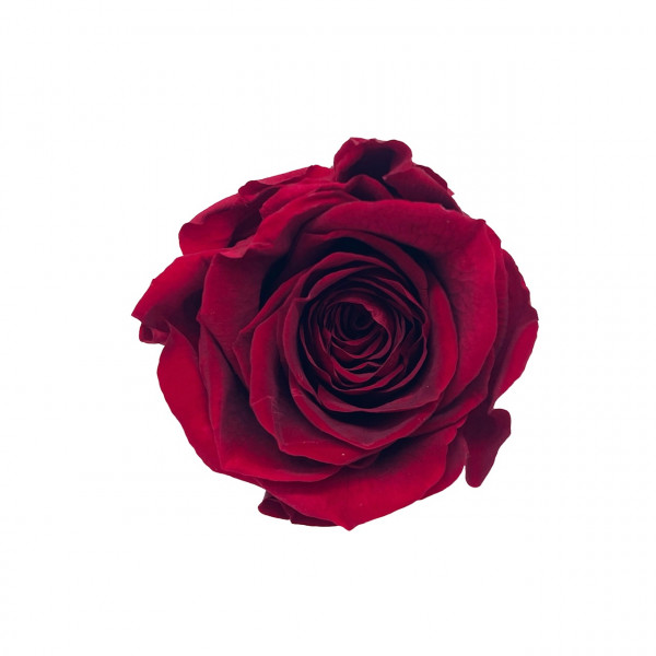 Stabilisierter Rosenköpfe "Verdissimo" medium