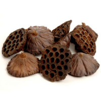 Lotus extra extra groß Lotus extra extra groß