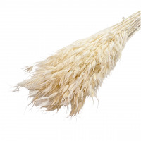 Wildhafer gebleicht ca 90gr. Wildhafer gebleicht ca 90gr.