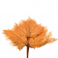 Bracken Farn Bracken Farn