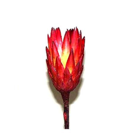 Protea Repens Großkarton