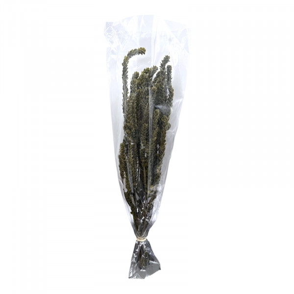 Buxifolia 75gr.