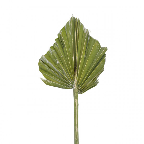 Palmspear gefrostet