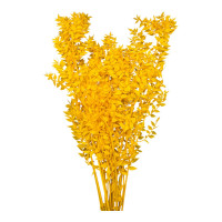 Ruscus 400gr Ruscus 400gr