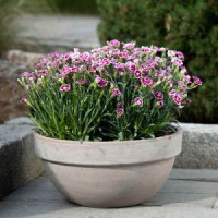 Tonschale "Levy" Tonschale "Levy"