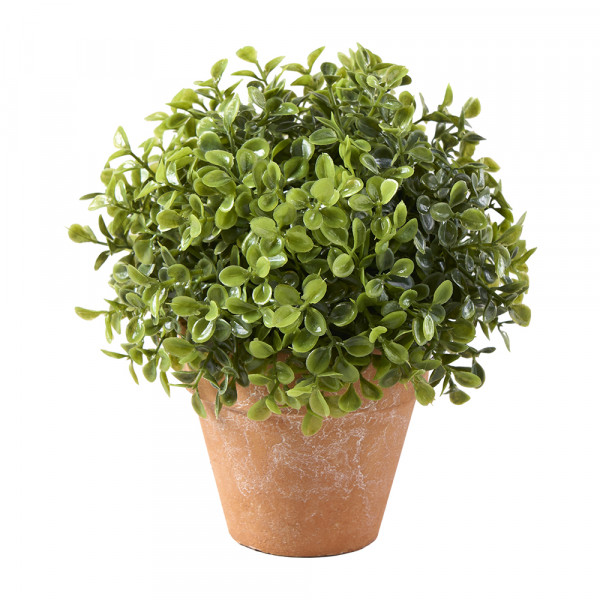 Vorbestellung: (293) Buchsbaumkugel im Topf