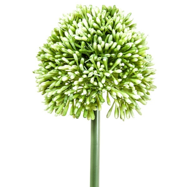 Allium groß