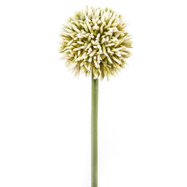 Allium