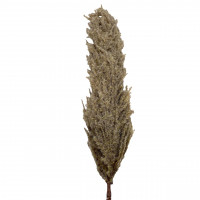 Kunst-Pampas zweig beflockt Kunst-Pampas zweig beflockt