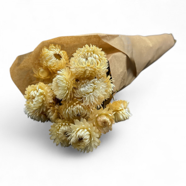 Helichrysum