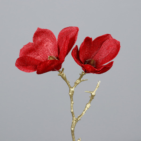 Mini-Weihnachts-Magnolie mit zwei Blüten