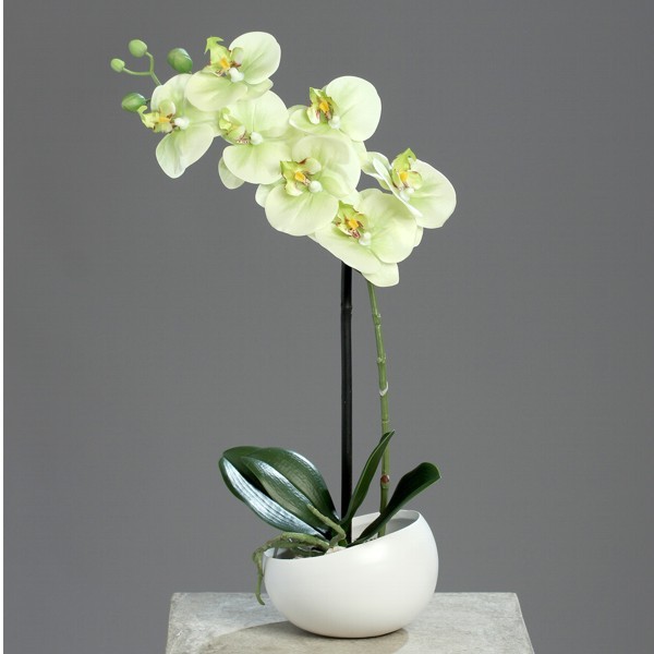 Phalaenopsis im Topf