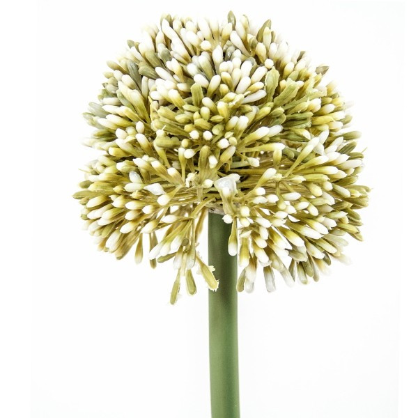 Allium groß