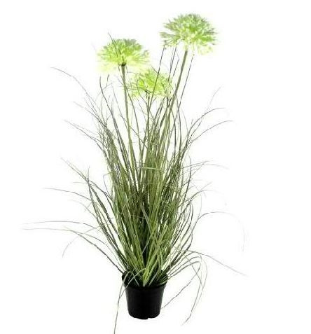 Allium im Zwiebelgrass im Topf