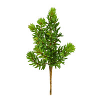 Sukkulente Sukkulente