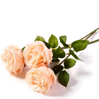 Rose mit Blätter Rose mit Blätter