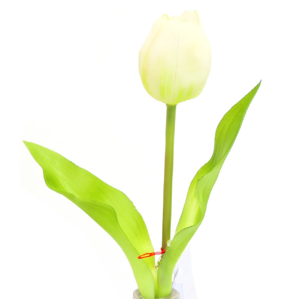 Tulpe im Bund