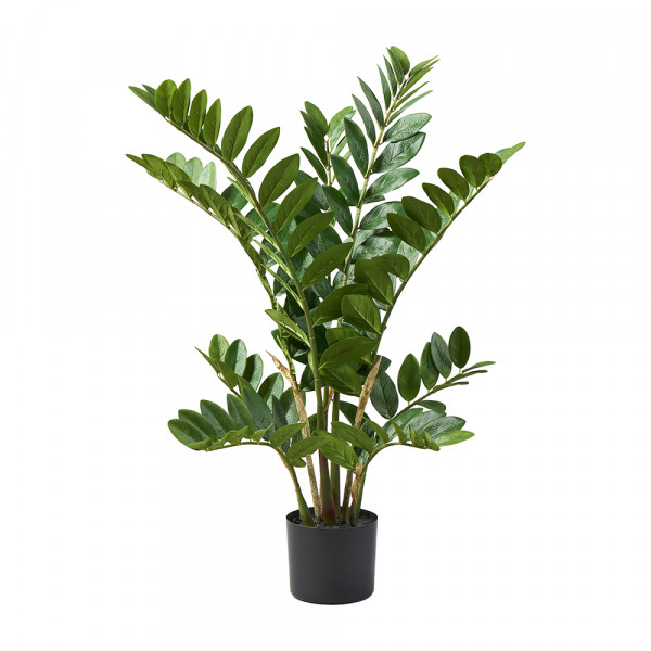 (068) Zakifolia Busch x 9 mit 161 Blätter