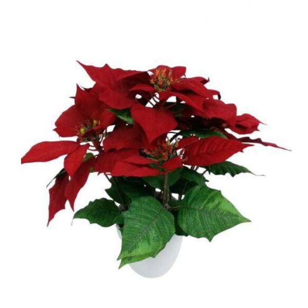 (ab 15.9. erhältlich) Poinsetien Busch x 5 im Topf