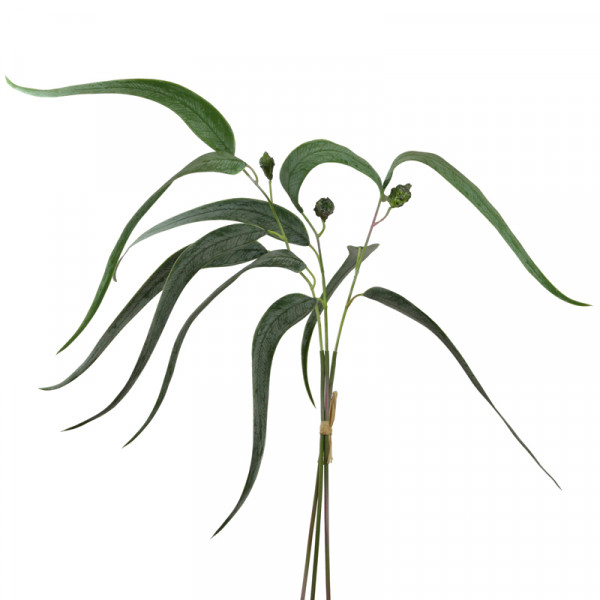 Eukalyptuspick mit Frucht