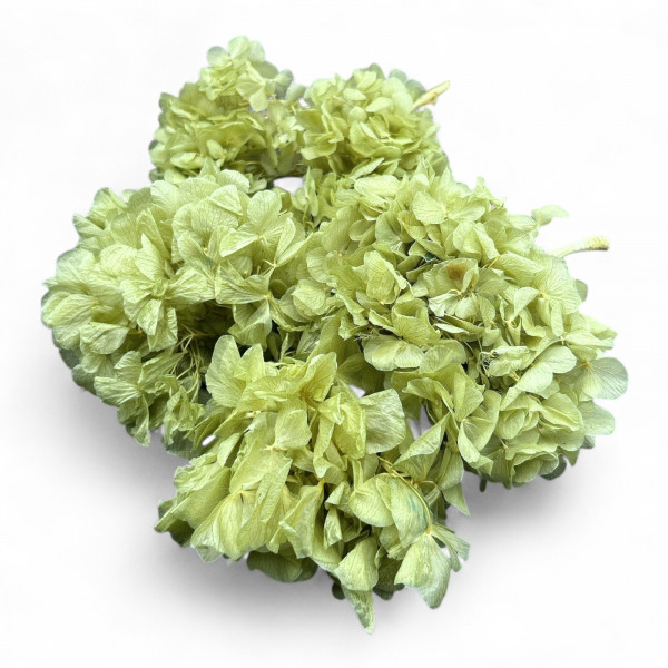 Hortensien Blüte mit Stiel