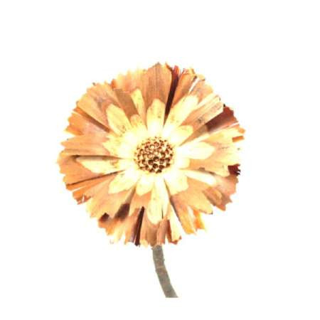 Protea geschn. helle Mitte 8-9cm 8-9cm