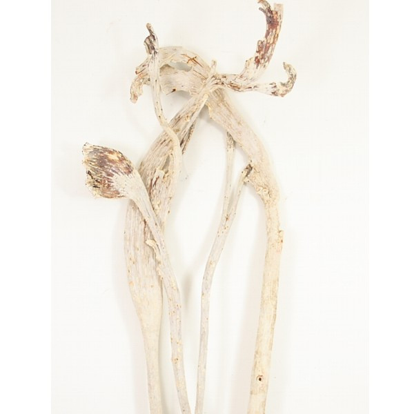 Natray Geweihholz lackiert large