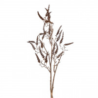 Amaranthus-Zweig Amaranthus-Zweig