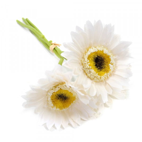 Gerbera