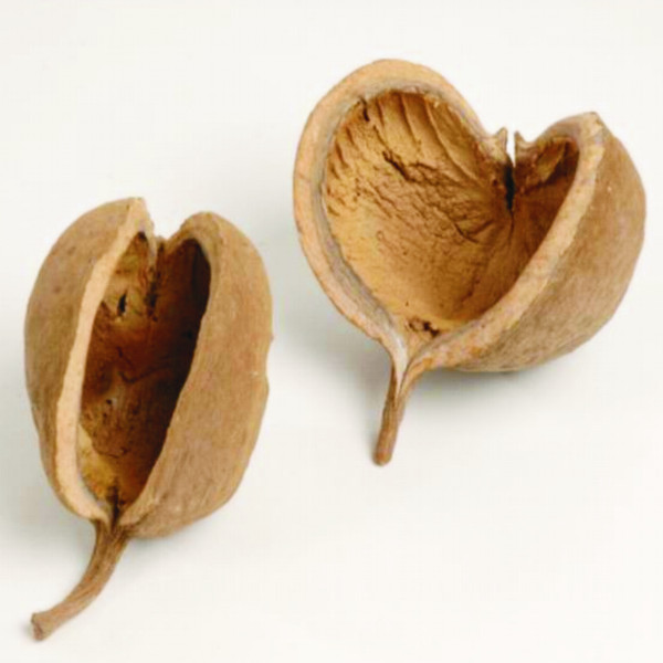 Budha Nuts