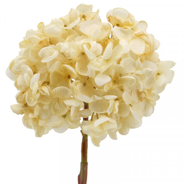 (ab 15.9. erhältlich) Hortensie