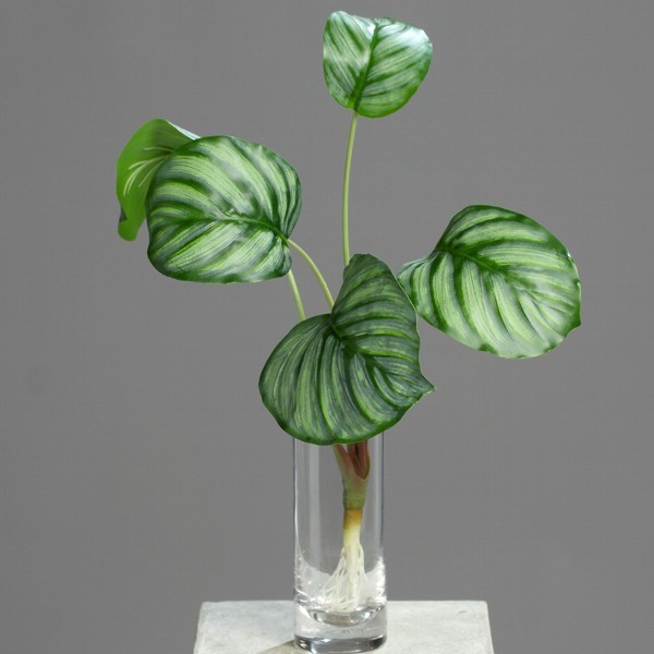 Calathea-Blattpflanze 5 Blatt