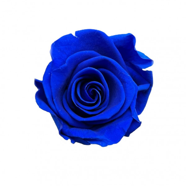 Stabilisierte Rosenköpfe "Verdissimo" medium