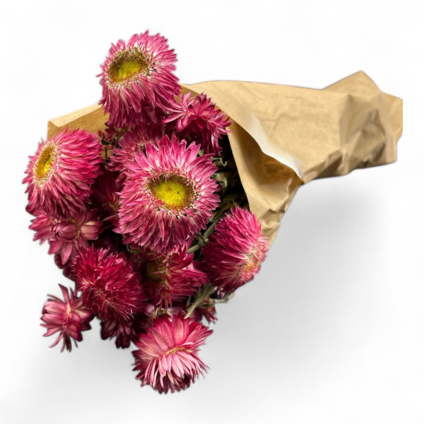 Helichrysum
