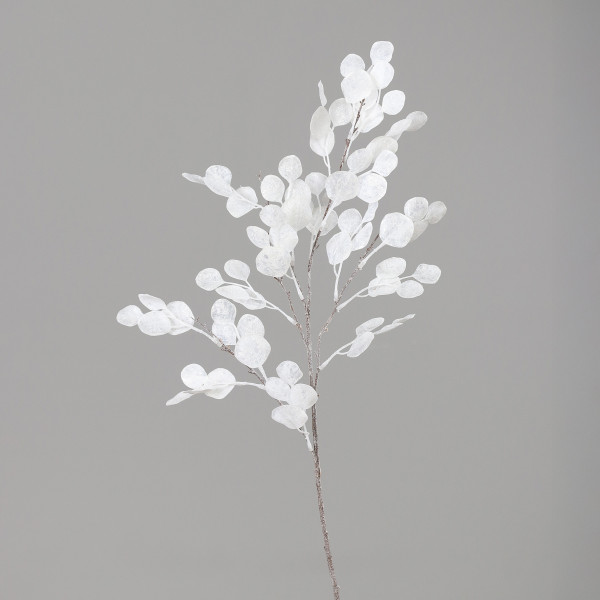 Lunaria-Zweig