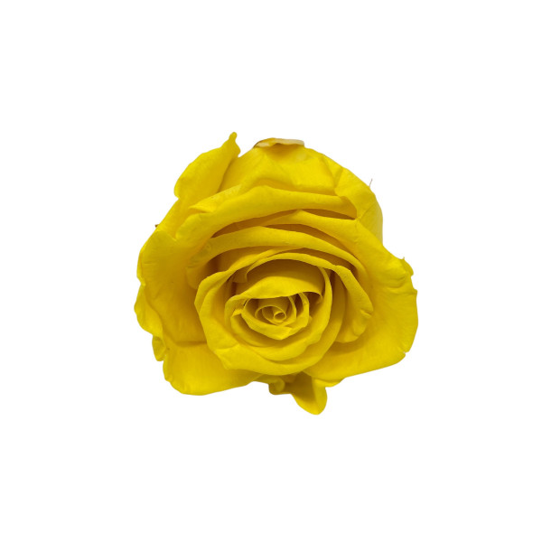 Stabilisierter Rosenköpfe "Verdissimo" medium