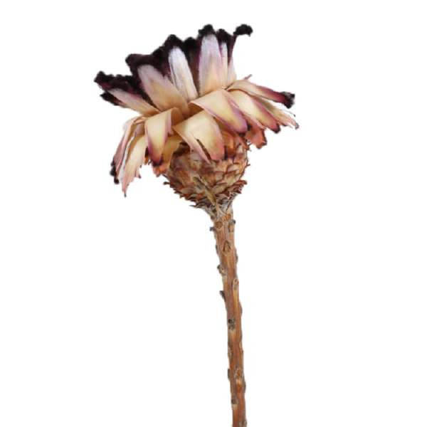 Protea Nerifolia mini Bud