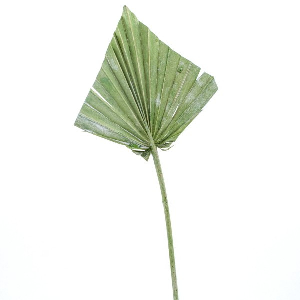 Palmspear gefrostet