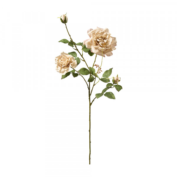 Vorbestellung: (486) Teerosenzweig,2Blüten+1Knospe